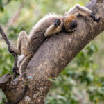 The folivorous diet of Black Howler Monkey means they have to rest a lot, as this female does (image by Oliver Krueger)