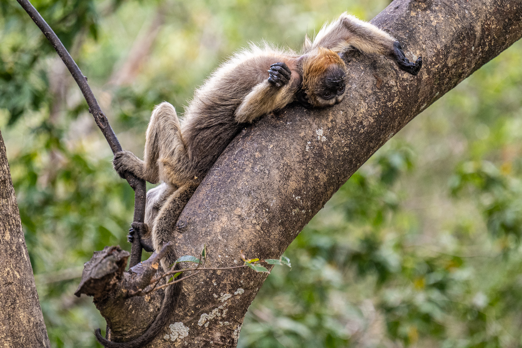 The folivorous diet of Black Howler Monkey means they have to rest a lot, as this female does (image by Oliver Krueger)