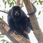 Hard to tell what this male Black Howler Monkey thinks on a rare cloudy morning in the Pantanal (image by Oliver Krueger)