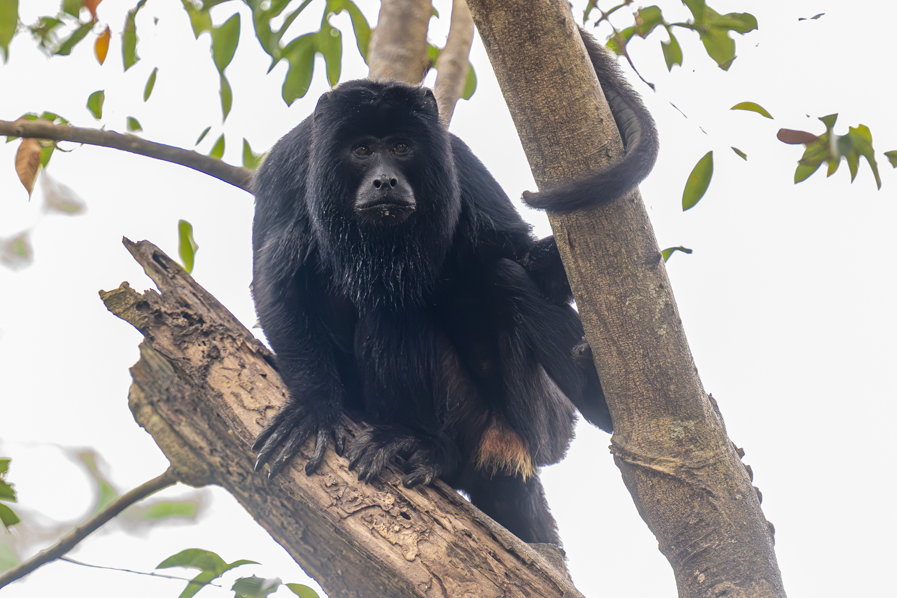 Hard to tell what this male Black Howler Monkey thinks on a rare cloudy morning in the Pantanal (image by Oliver Krueger)