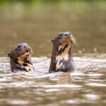 Always alert and curious, a group of Giant Otters inspects (image by Oliver Krueger)
