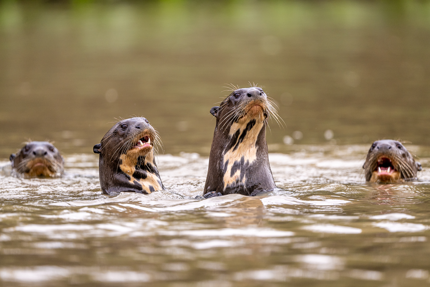 Always alert and curious, a group of Giant Otters inspects (image by Oliver Krueger)