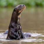 With their powerful tail, Giant Otters can easily spy-hop to see what is going on (image by Oliver Krueger)