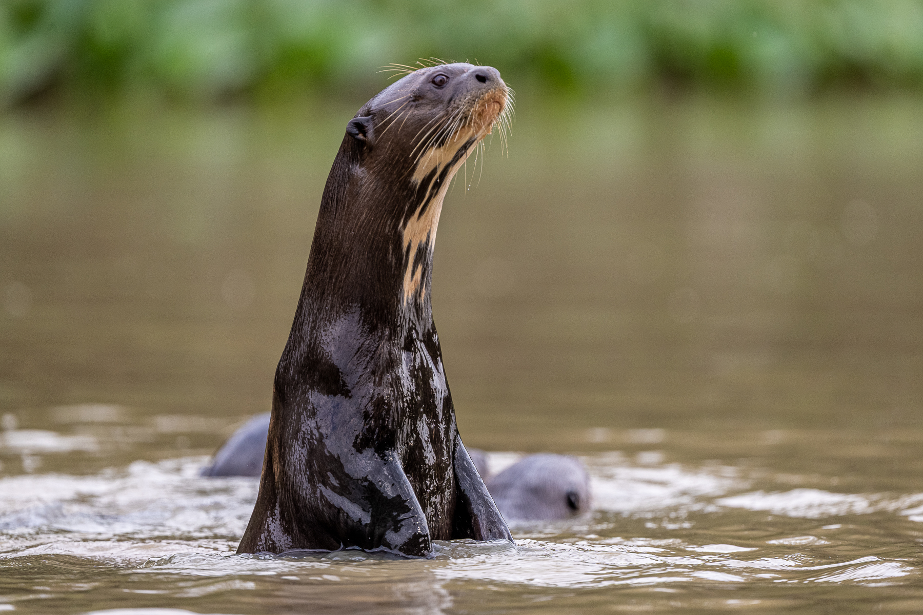 With their powerful tail, Giant Otters can easily spy-hop to see what is going on (image by Oliver Krueger)