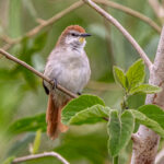 One of the many species of Spinetail, a curious Yellow-throated Spinetail (image by Oliver Krueger)