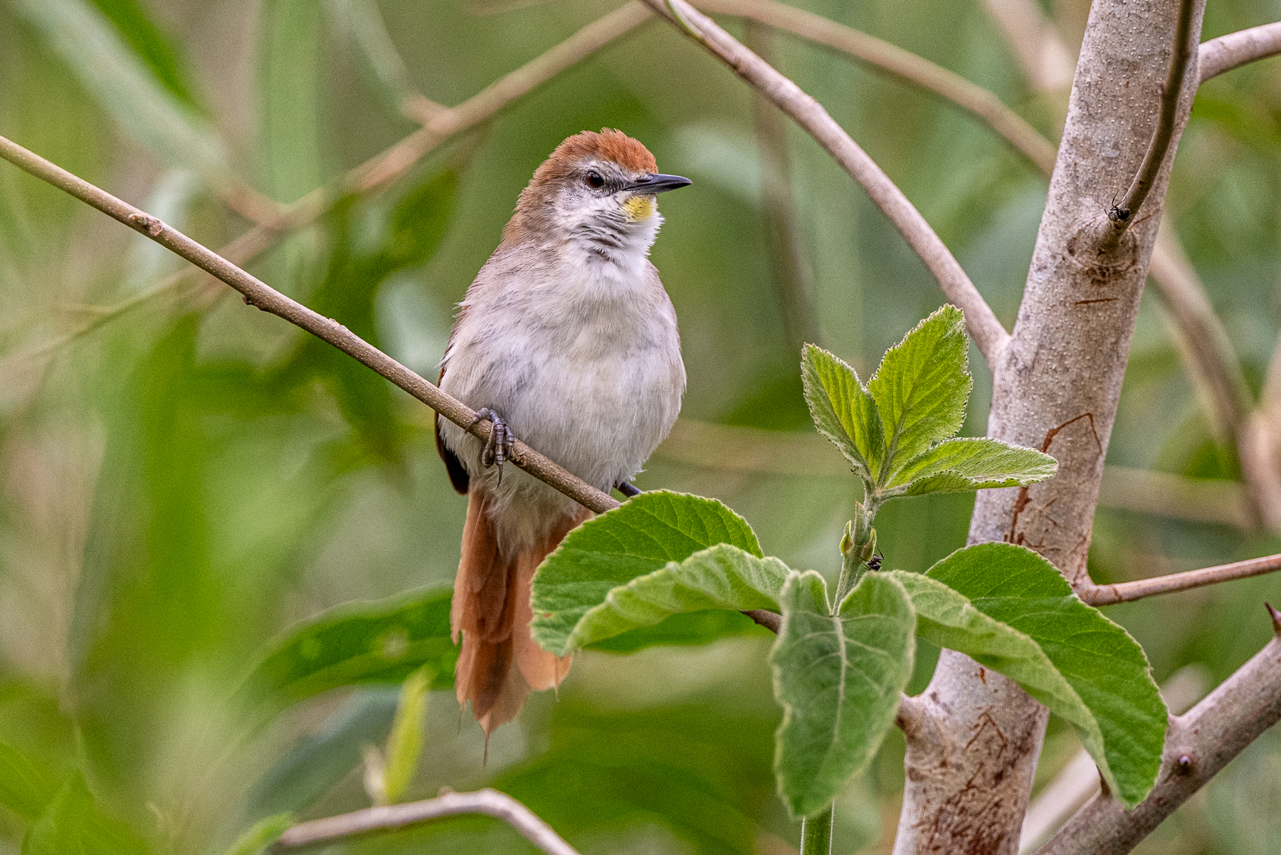 One of the many species of Spinetail, a curious Yellow-throated Spinetail (image by Oliver Krueger)