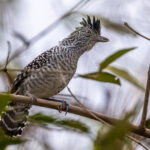 The male Barred Antshrike is one of the most striking small birds in the Pantanal (image by Oliver Krueger)
