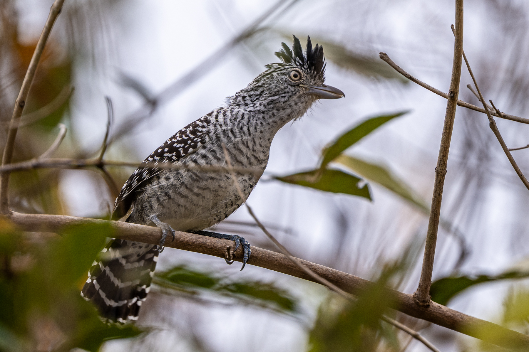 The male Barred Antshrike is one of the most striking small birds in the Pantanal (image by Oliver Krueger)