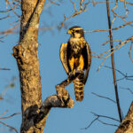 The Aplomado Falcon is a large, slender falcon species and a relatively rare sight in the Pantanal (image by Oliver Krueger)