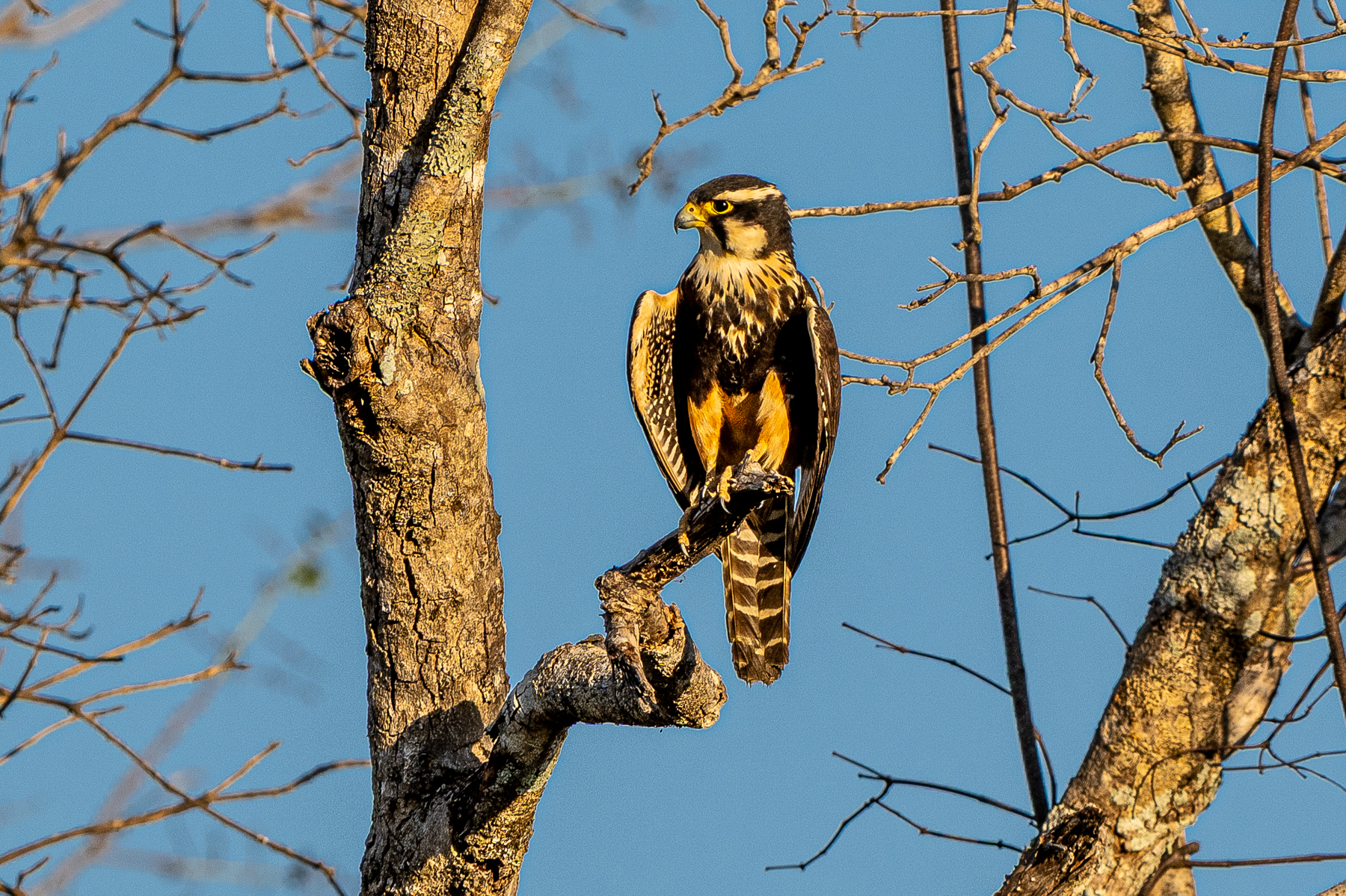 The Aplomado Falcon is a large, slender falcon species and a relatively rare sight in the Pantanal (image by Oliver Krueger)