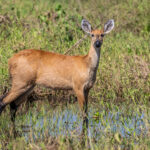 A timid female Marsh Deer displays its long black legs, its black nose and its rather large ears (image by Oliver Krueger)