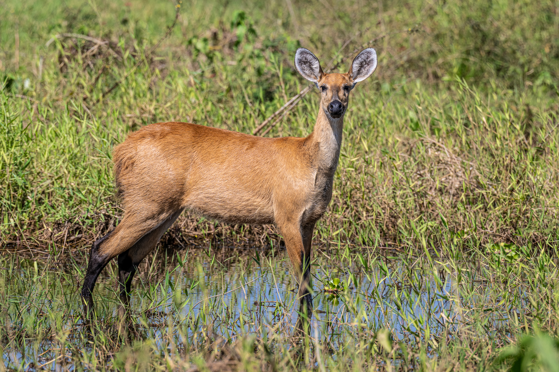 A timid female Marsh Deer displays its long black legs, its black nose and its rather large ears (image by Oliver Krueger)