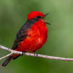 A male Vermillion Flycatcher is simply stunning (image by Oliver Krueger)