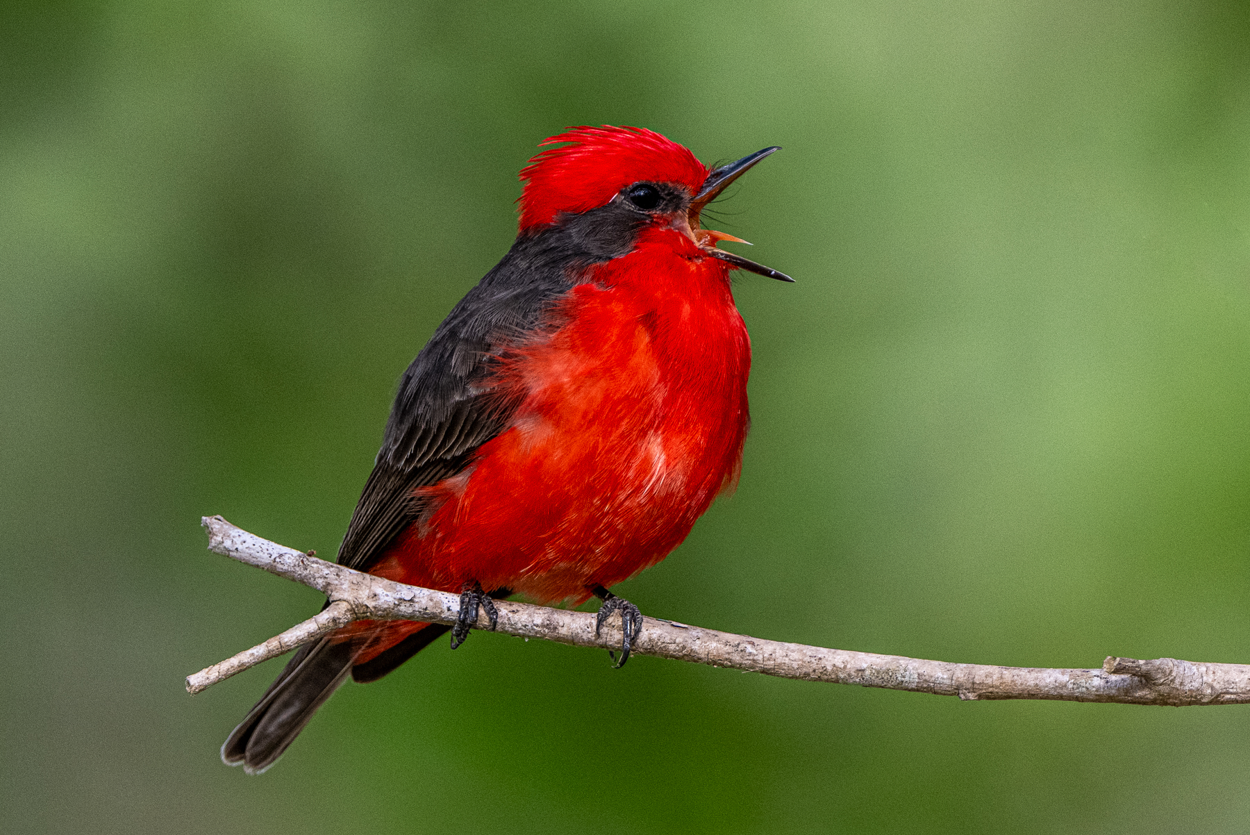 A male Vermillion Flycatcher is simply stunning (image by Oliver Krueger)