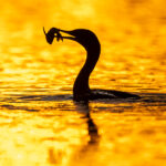 The early Neotropical Cormorant catches the fish (image by Oliver Krueger)
