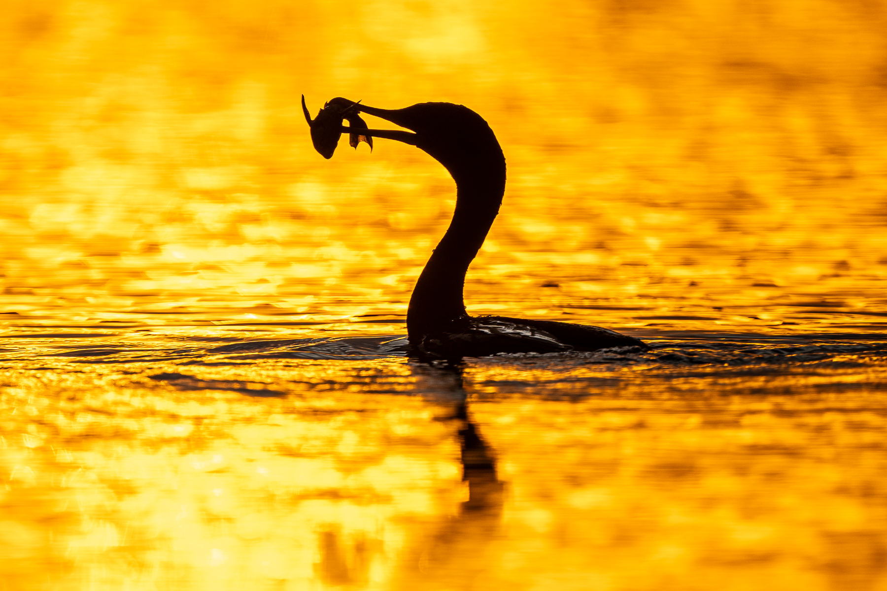 The early Neotropical Cormorant catches the fish (image by Oliver Krueger)