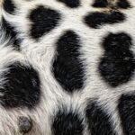 The fur on the belly of a female Jaguar (image by Oliver Krueger)