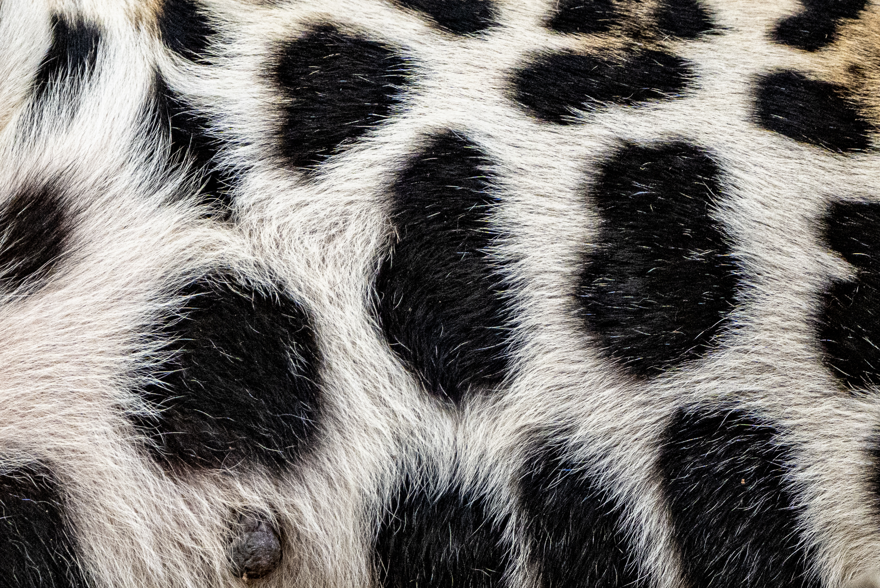 The fur on the belly of a female Jaguar (image by Oliver Krueger)