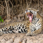 The female Jaguar 