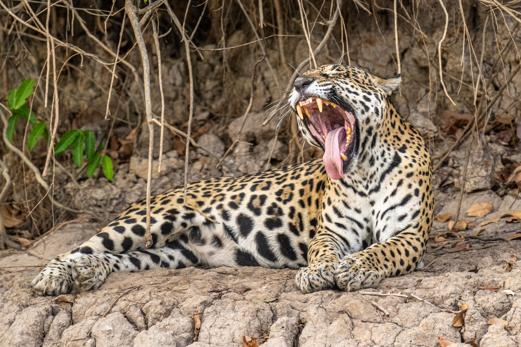 The female Jaguar 
