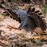 A Crane Hawk stretches its long legs on approach to a perch (image by Oliver Krueger)