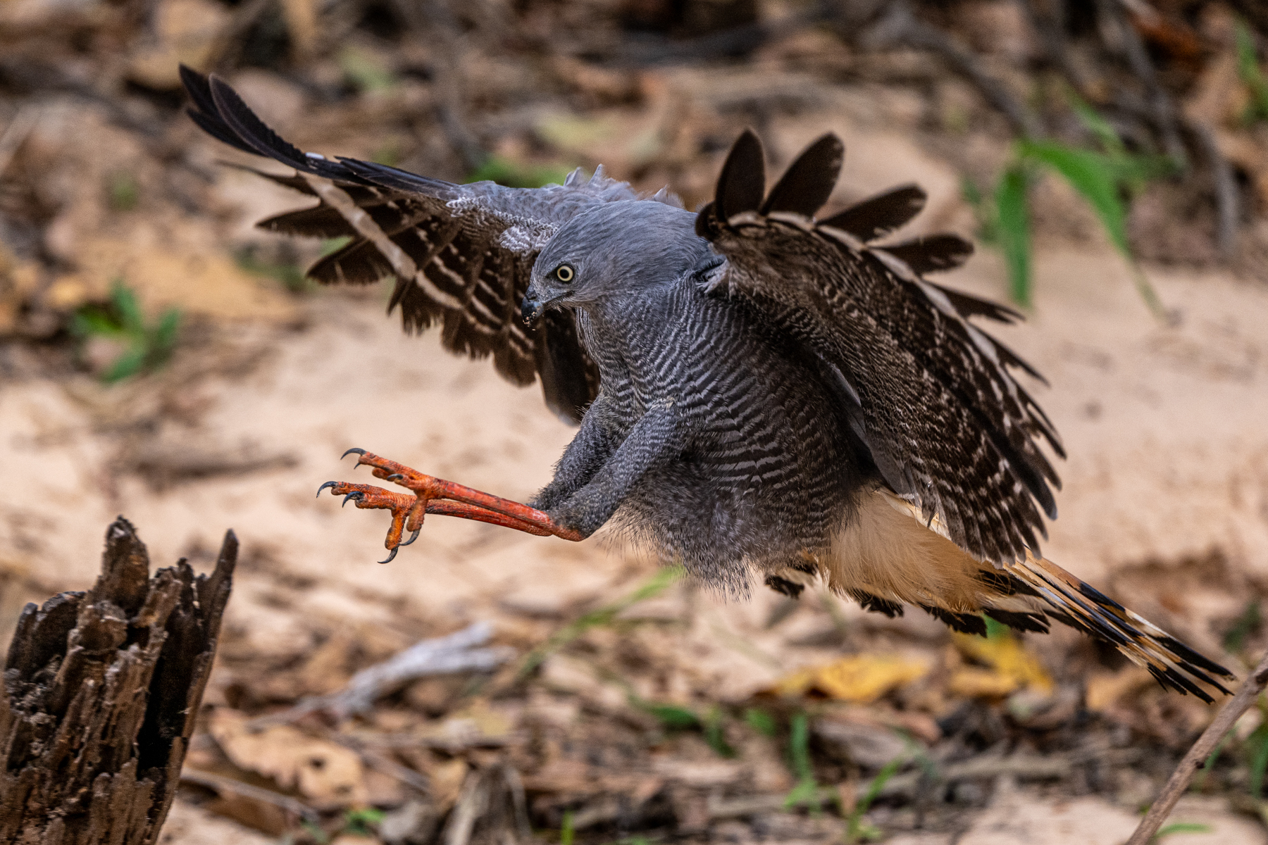 A Crane Hawk stretches its long legs on approach to a perch (image by Oliver Krueger)