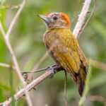 At a mere 15 cm, the Little Woodpecker is tiny, but beautiful (image by Oliver Krueger)
