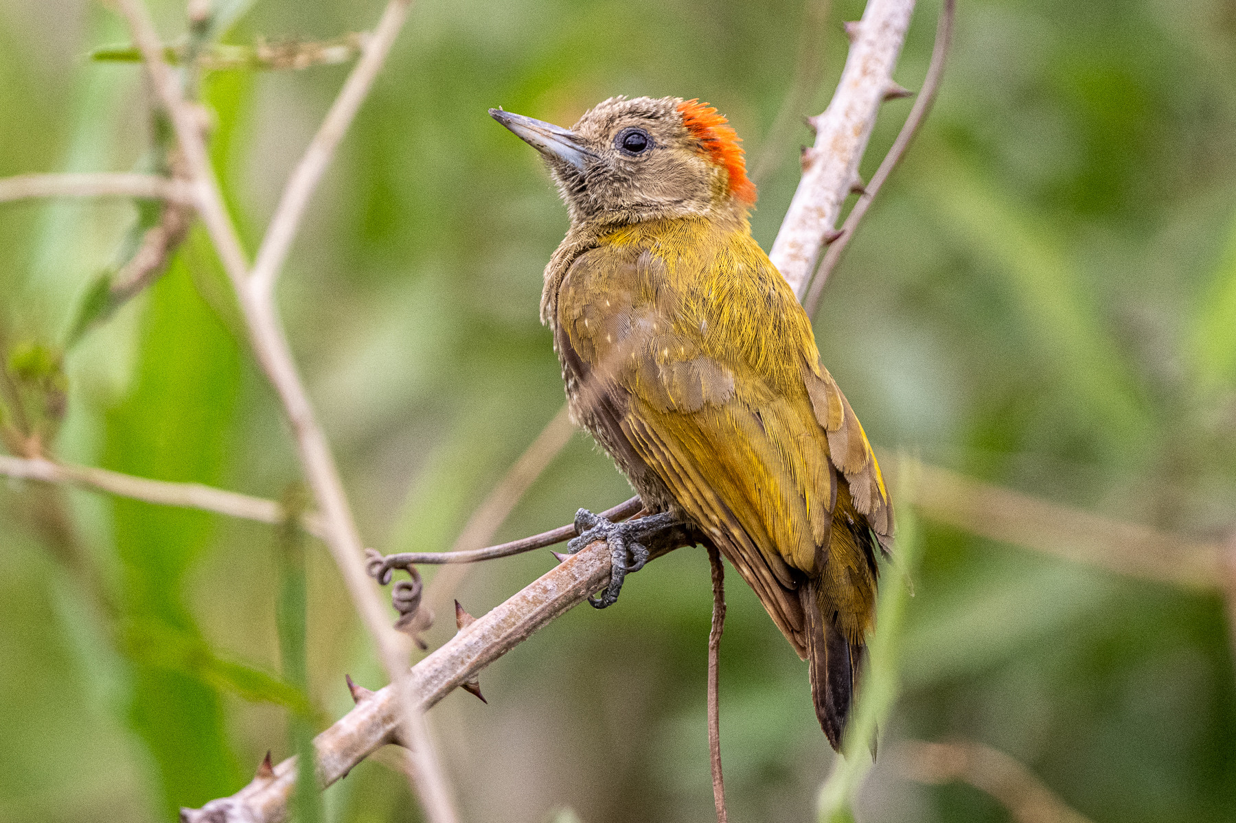 At a mere 15 cm, the Little Woodpecker is tiny, but beautiful (image by Oliver Krueger)