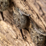 Proboscis Bats commonly roost on trees overhanging the water (image by Oliver Krueger)