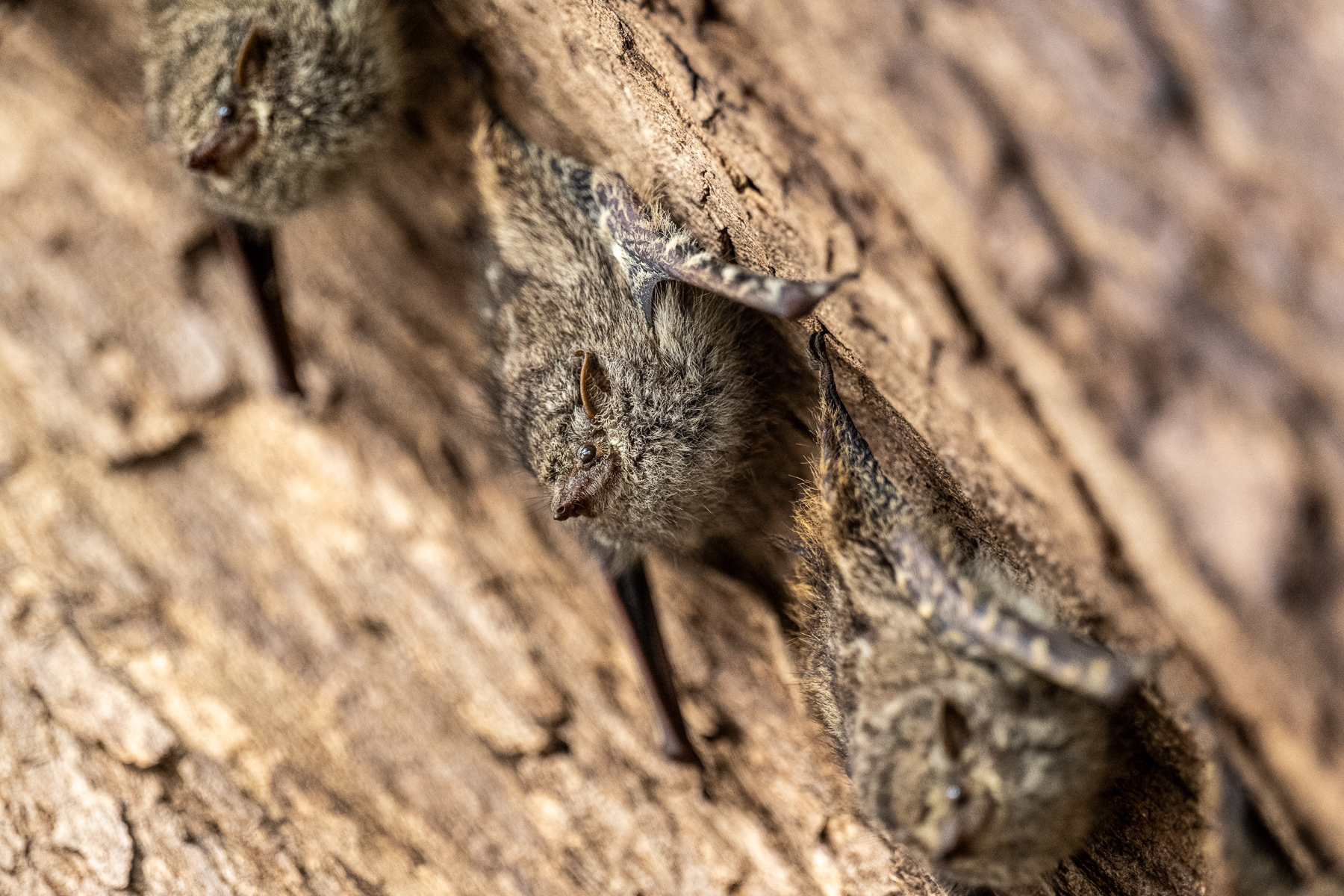 Proboscis Bats commonly roost on trees overhanging the water (image by Oliver Krueger)