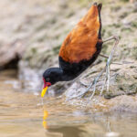 This Wattled Jacana needed a drink in the morning heat (image by Oliver Krueger)