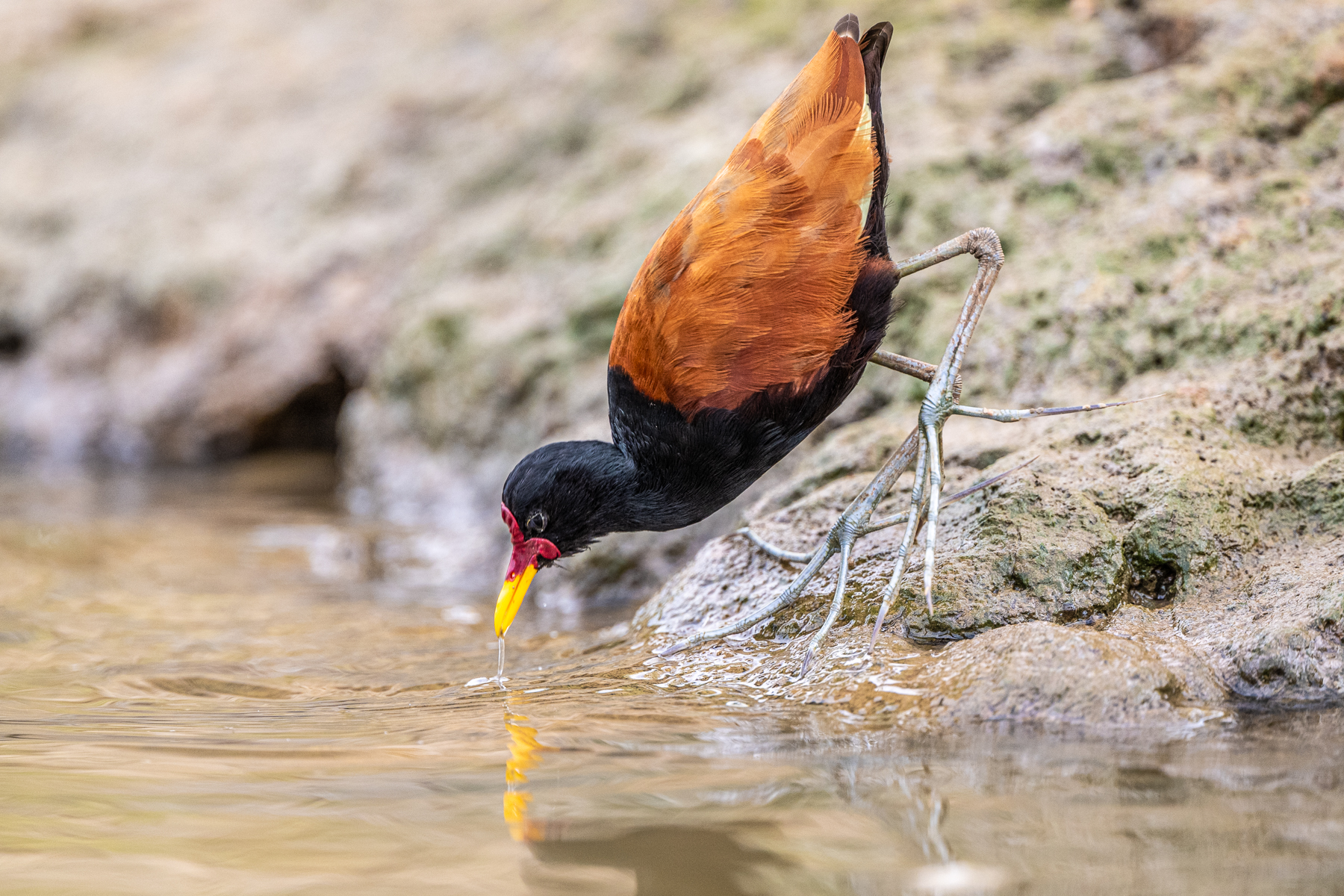 This Wattled Jacana needed a drink in the morning heat (image by Oliver Krueger)