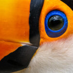 Toco Toucan close-up (image by Oliver Krueger)