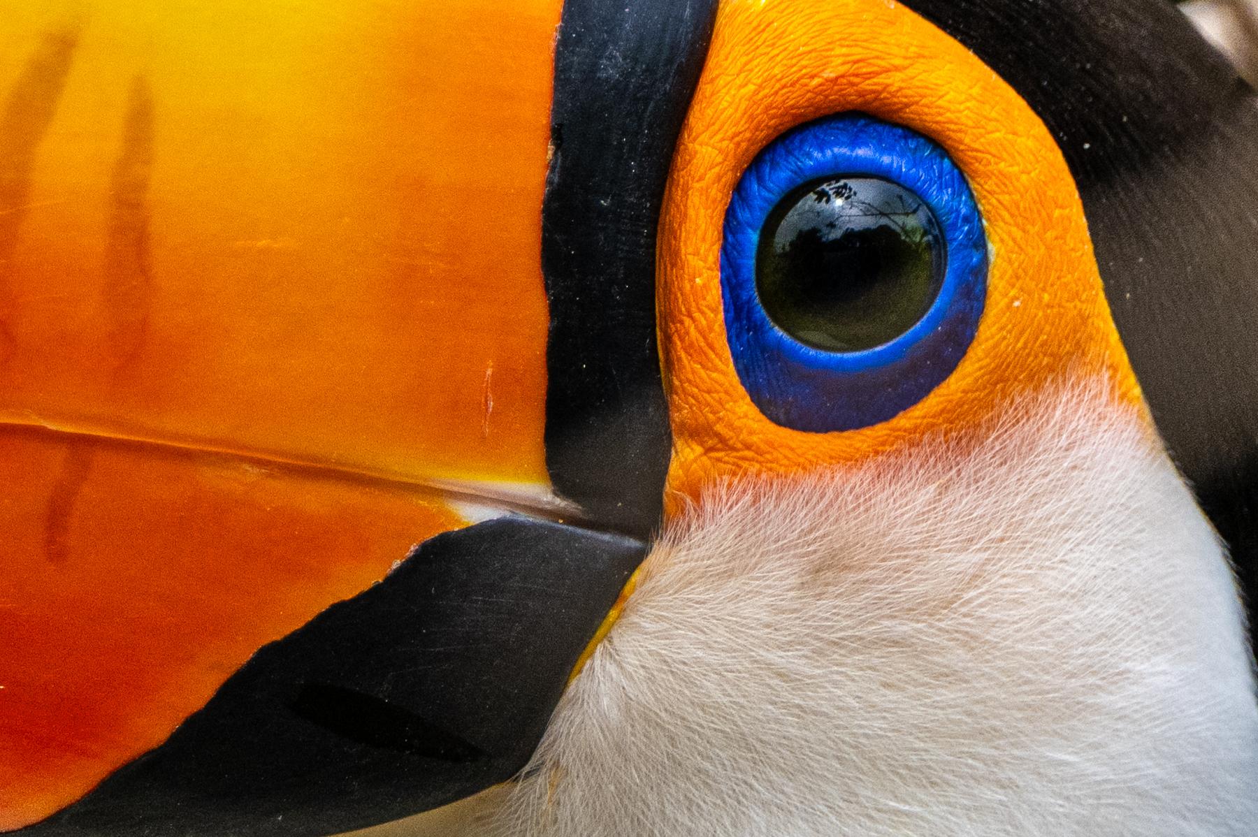 Toco Toucan close-up (image by Oliver Krueger)