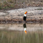 Coming down for a drink is risky for Toco Toucans, so it is better to do it in a group (image by Oliver Krueger)