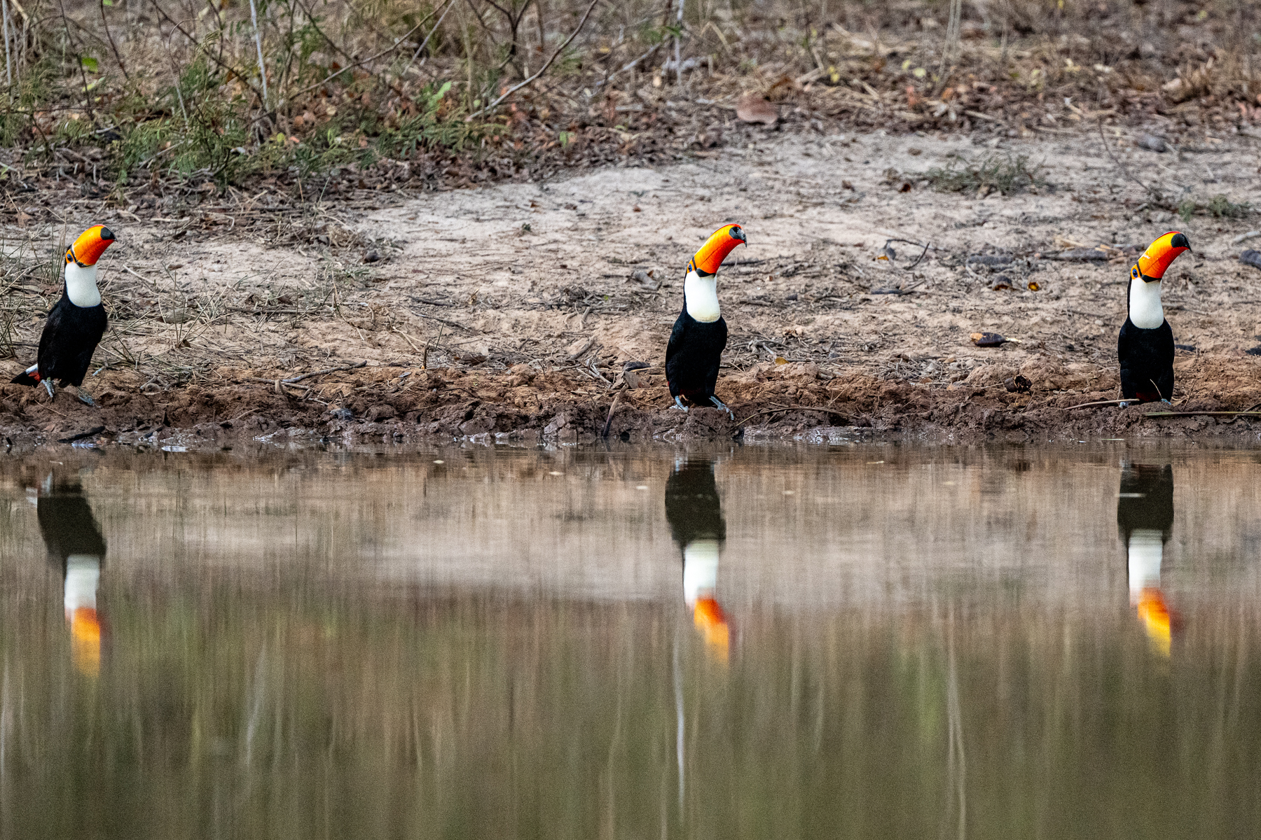 Coming down for a drink is risky for Toco Toucans, so it is better to do it in a group (image by Oliver Krueger)
