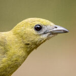 Easily taken for granted as it is very common, the Palm Tanager is still a handsome species (image by Oliver Krueger)