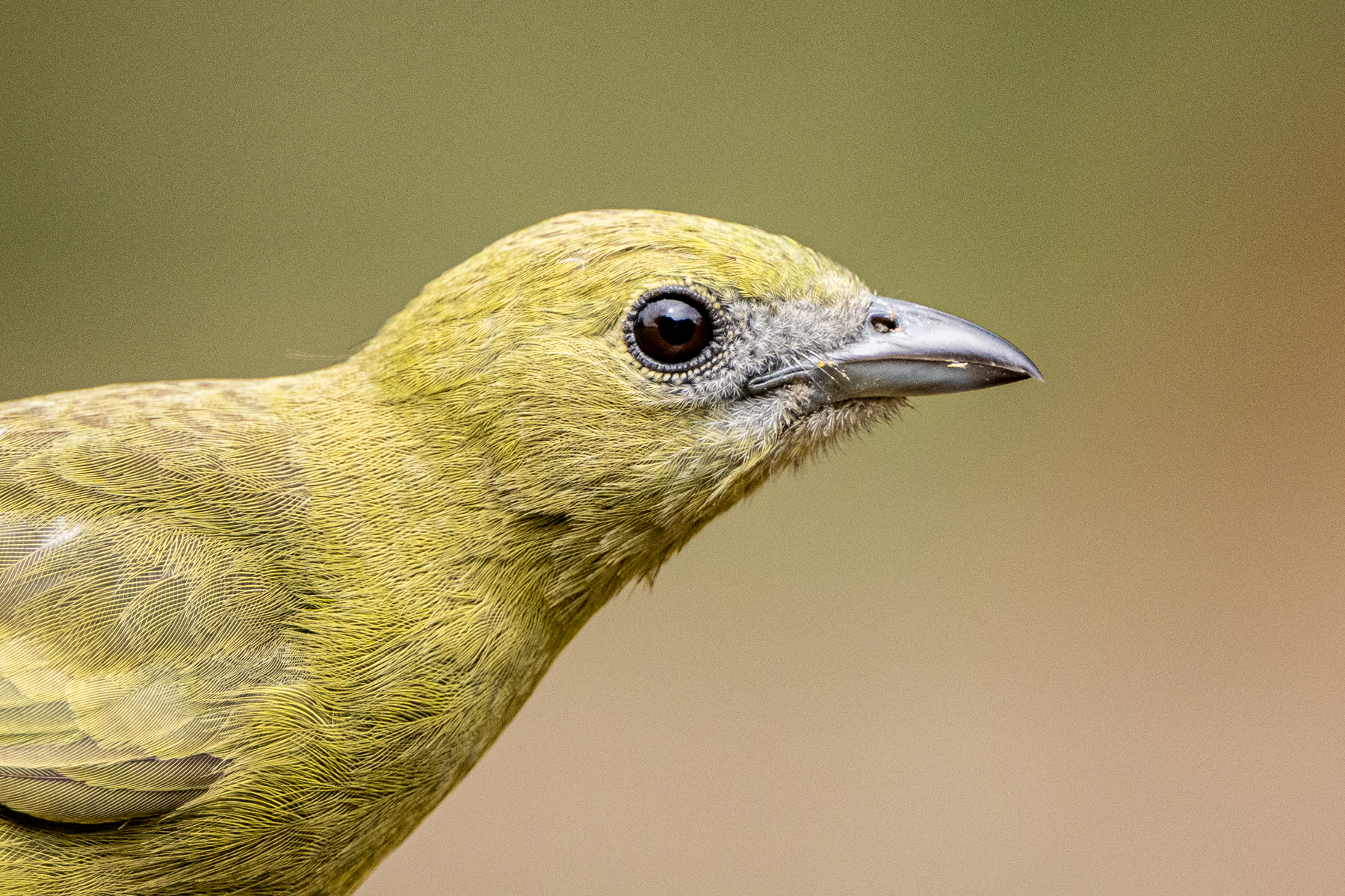 Easily taken for granted as it is very common, the Palm Tanager is still a handsome species (image by Oliver Krueger)