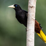 The Crested Oropendola is the largest species of Oropendola found in the Pantanal (image by Oliver Krueger)