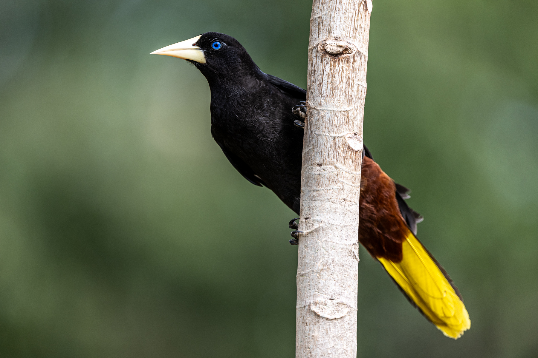 The Crested Oropendola is the largest species of Oropendola found in the Pantanal (image by Oliver Krueger)