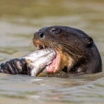 With their very active lifestyle, Giant Otters need a lot of food (image by Oliver Krueger)