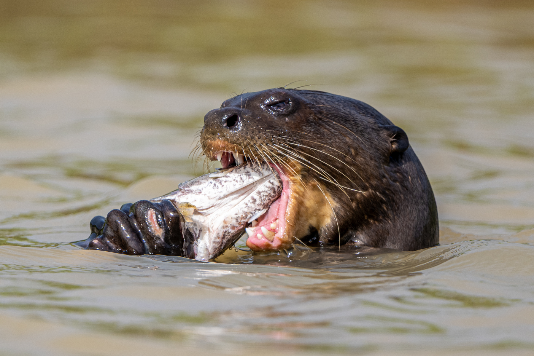 With their very active lifestyle, Giant Otters need a lot of food (image by Oliver Krueger)