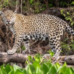 The most famous Jaguar of the Pantanal, the female 
