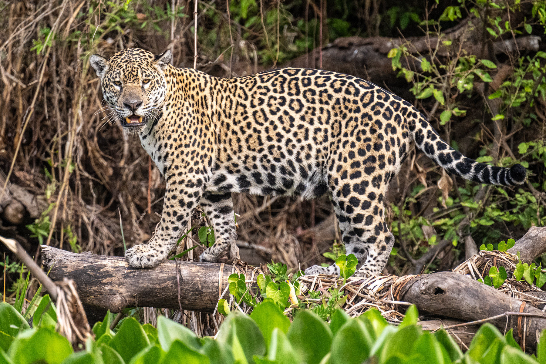 The most famous Jaguar of the Pantanal, the female 