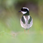 The Pied Lapwing is one of the most beautiful Lapwing species in the world (image by Oliver Krueger)