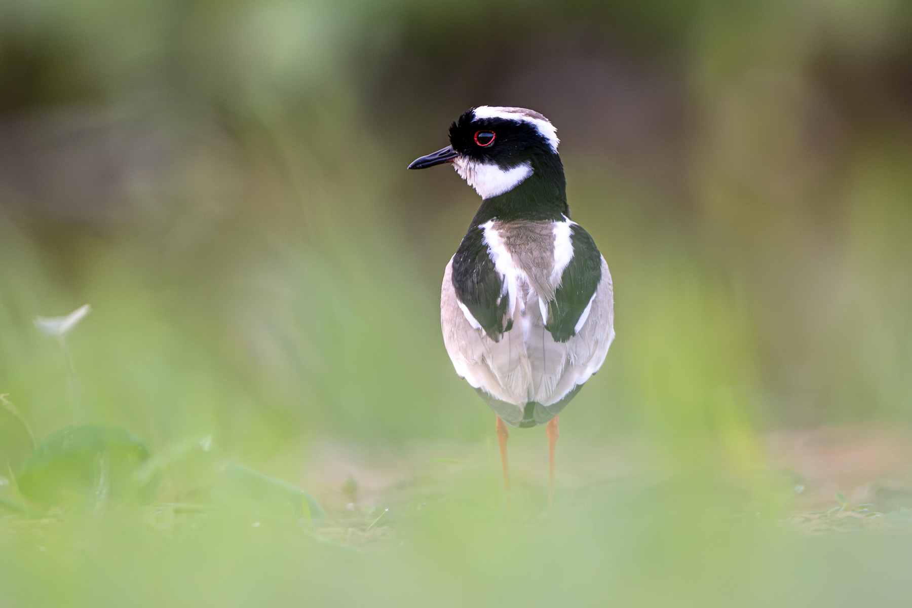 The Pied Lapwing is one of the most beautiful Lapwing species in the world (image by Oliver Krueger)