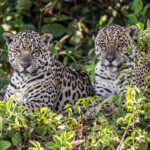 A male coalition can only be observed in the Pantanal, 