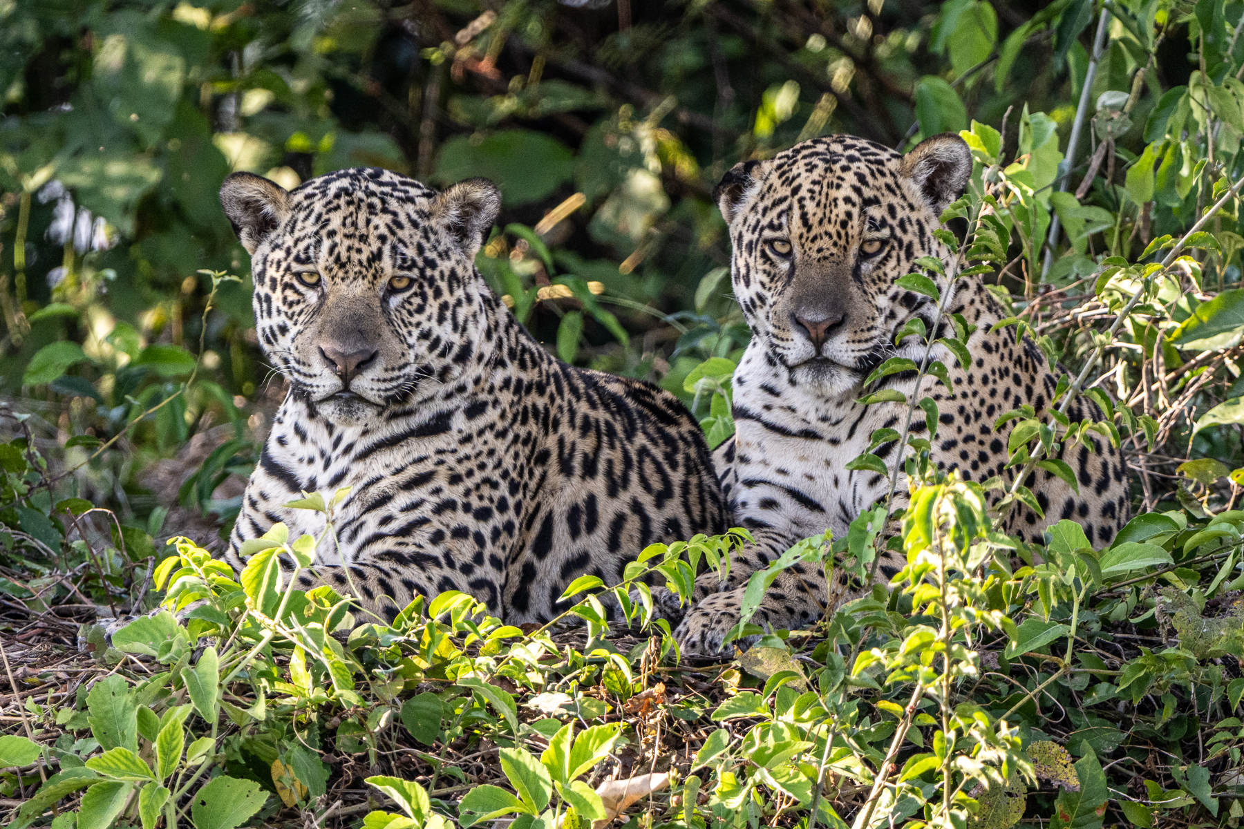 A male coalition can only be observed in the Pantanal, 