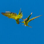 Admittedly far away, but a rare instance of severe aggression between two Peach-fronted Parakeets (image by Oliver Krueger)