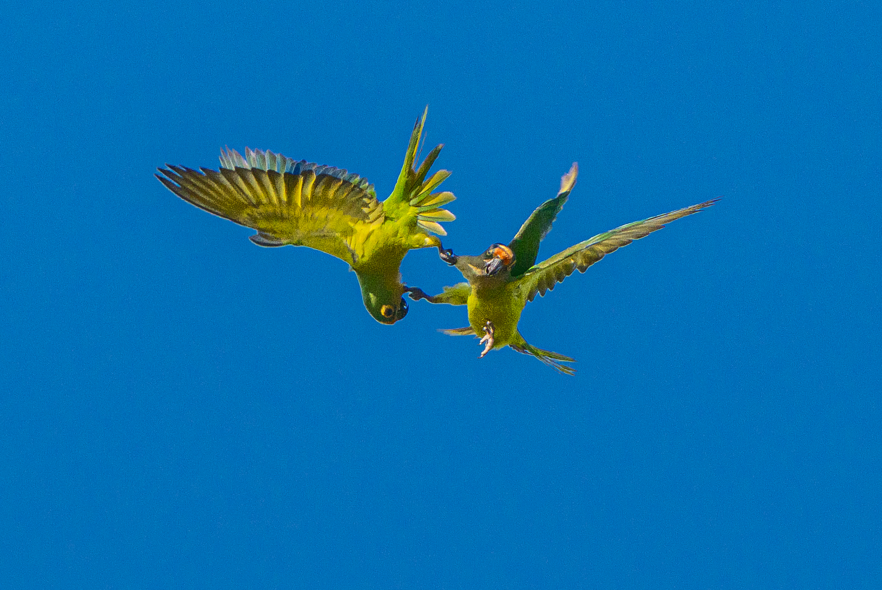 Admittedly far away, but a rare instance of severe aggression between two Peach-fronted Parakeets (image by Oliver Krueger)